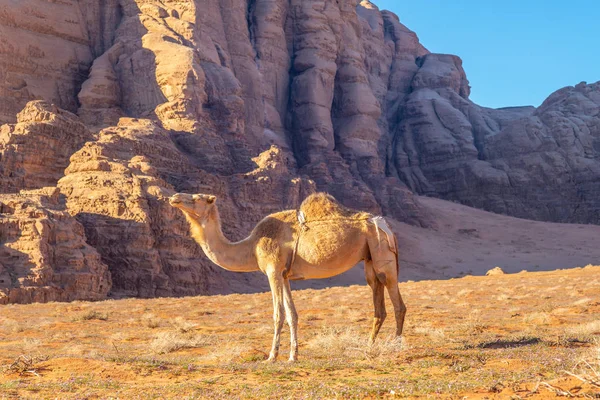 Wielbłąd Pustyni Wadi Rum Południowy Jordan — Zdjęcie stockowe