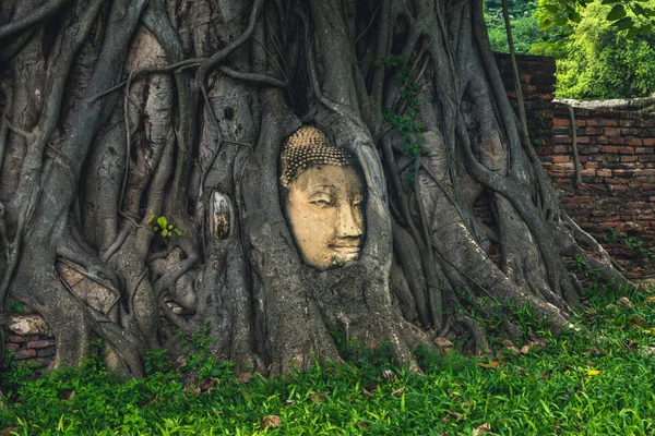 Testa Buddha Incastonata Albero Banyan Ayutthaya Thailandia — Foto Stock