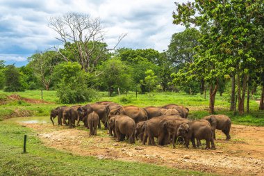 Sri Lanka 'daki Udawalawe Fil Geçidi