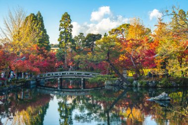 Japonya, Kyoto 'daki Eikando Tapınağı' nda sonbahar yaprakları.