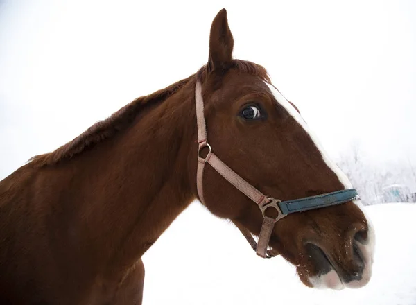 the look of a horse walking through a winter field