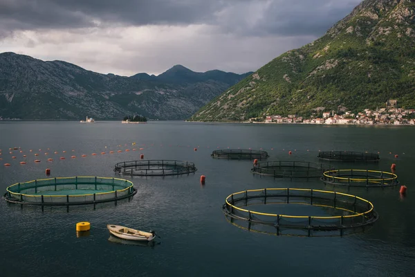 Midye çiftlik. Monenegro, Boka Kotor Koyu'ndaki