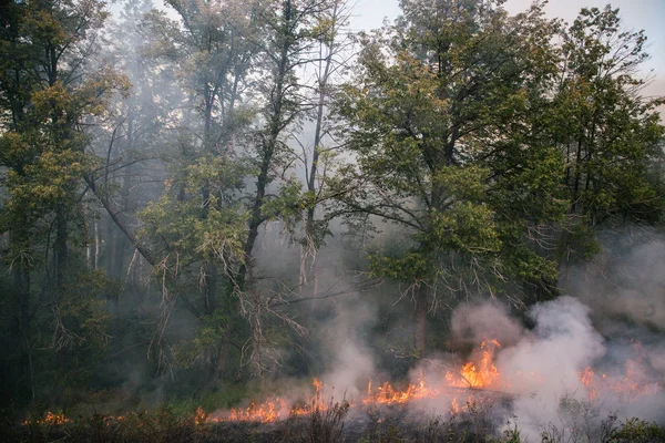 Наслідки Лісовий Вогонь — стокове фото