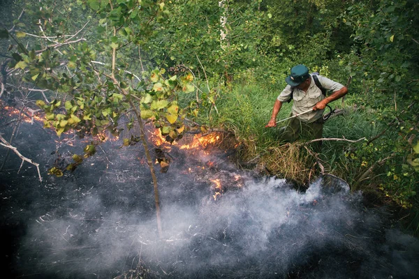 Consequências Incêndio Florestal — Fotografia de Stock