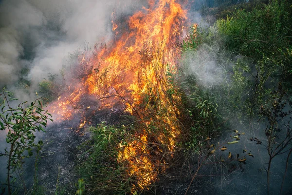 Gevolgen Van Een Bosbrand — Stockfoto