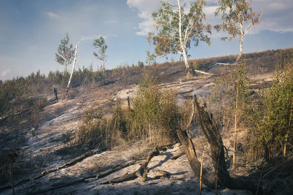 Folgen Eines Waldbrandes — Stockfoto