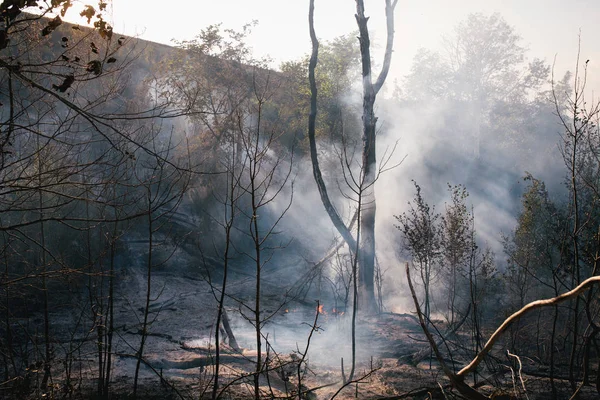 Gevolgen Van Een Bosbrand — Stockfoto