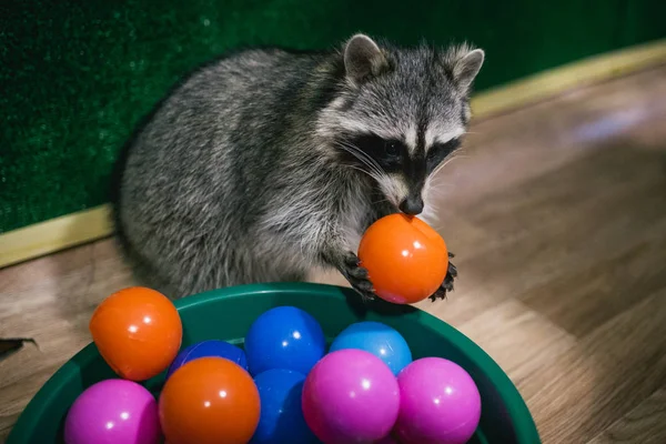 Şirin rakun plastik toplarla oynuyor