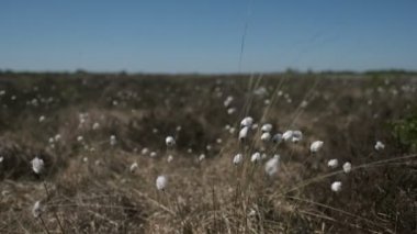 Tussock cottongrass - Eriophorum vaginatum detaylı bir çekimde - Uhd