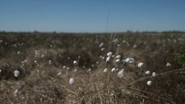 Tussock Cottongrass Eriophorum Vaginatum Detailed Shot Uhd — Stock Video