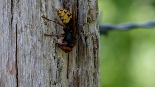 木柱上的大黄蜂当咀嚼木纤维 为巢大厦 宏观射击 — 图库视频影像