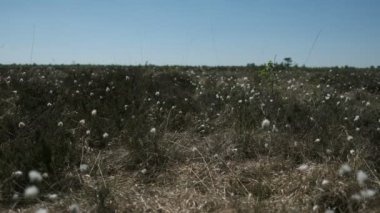 Cottongrass - Dosenmoor - Schleswig-holstein - Almanya - fotoğraf makinesi Fujifilm X-H1 moor içinde