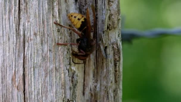 黄蜂在木柱上啃木纤维和飞走 宏拍摄 — 图库视频影像