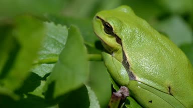 Avrupa ağaç kurbağası - yeşil arborea bir yan görünüm içinde - fotoğraf makinesi Fujifilm X-H1