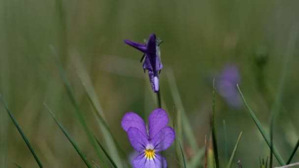 Margherite Selvatiche Viola Tricolore Macro Shot Girevole Dall Alto Verso — Video Stock