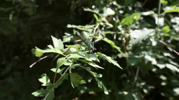 Sávos Szitakötő Calopteryx Splendens Lövés Makró Elrepül — Stock videók