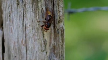 Hornet ağaç lifleri - çiğneme sırasında ahşap bir yazı makro çekim
