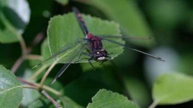 Küçük avare - Leucorrhinia dubia üzerindeki yaprak - ateş bir makroda