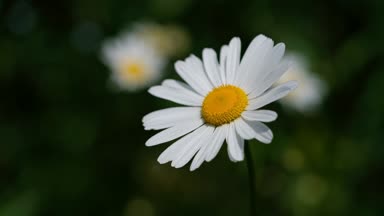 Marguerite bir makroda yumuşak bokeh ile vurdu