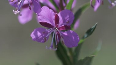 Willowherb - Epilobium angustifolium - çiçeği vurdu bir makroda