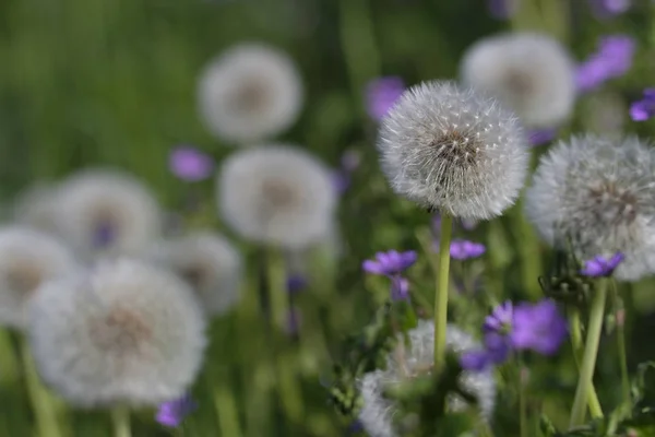 Blowball Prado Diente León Taraxacum Una Macro Toma —  Fotos de Stock