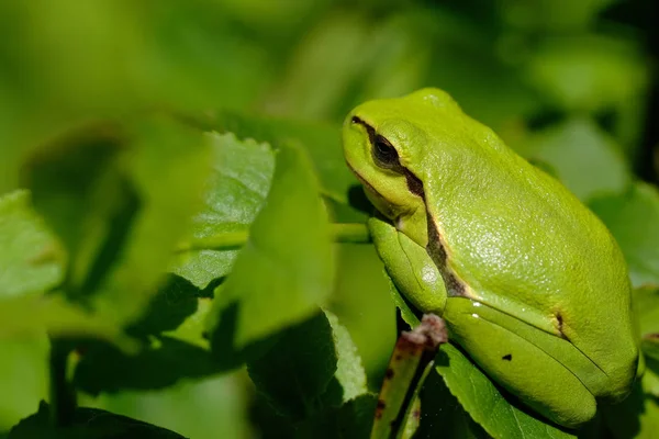 European Tree Frog Hyla Arborea Side View Macro Shot — Stock Photo, Image