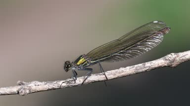 Kadın şeritli telli - Calopteryx splendens vurdu bir makroda