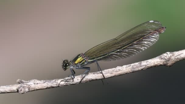 Női Sávos Szitakötő Calopteryx Splendens Lövés Makróban — Stock videók