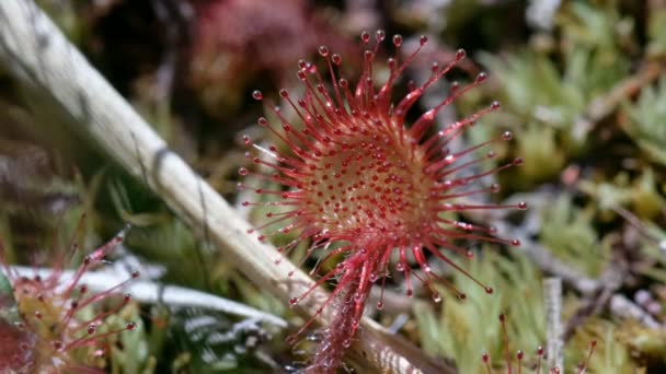 Zooma Sileshår Drosera Rotundifolia Ett Makro Skott — Stockvideo