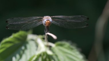Kıt peşine düşmek - Libellula fulva vurdu bir makroda çiğneme