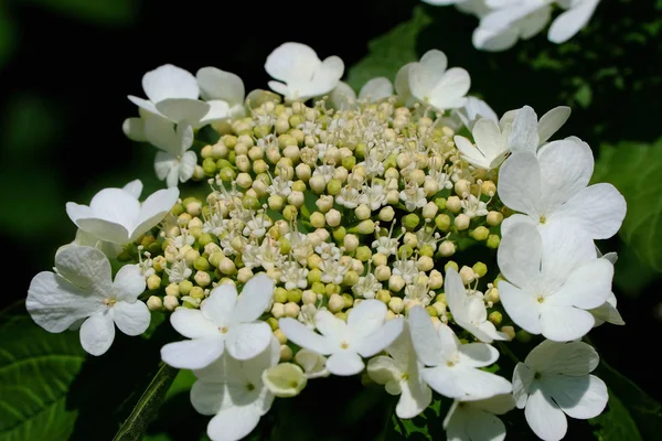 Meşe yaprağı ortanca - Hydrangea quercifolia - çiçek vurdu bir makroda