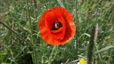 Bumblebee haşhaş çiçek ve uçar - makro ağır çekimde vurdu.