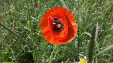 Bir haşhaş çiçek - ağır çekimde atış makro Bumblebee topraklarda