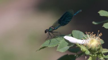 Erkek şeritli telli - Calopteryx splendens vurdu bir makroda