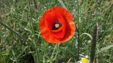 Ağır çekimde haşhaş çiçek - gelincik - makro çekim