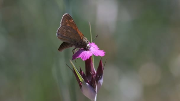Skipper Collect Nectar Carthusian Pink Macro Shot — Stock Video