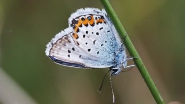 Ortak mavi onun hortum ile - makro çekim soyunma