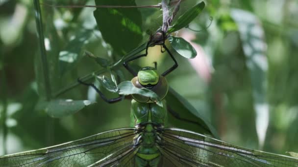 Blue Imperor Anax Imperator Females Macro Shot — Stock Video