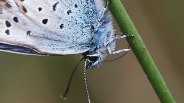 Ortak mavi onun hortum ile - makro çekim soyunma