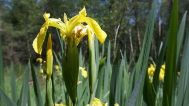 Iris - Iris pseudacorus vurdu bir makroda - önden görünüm sarı