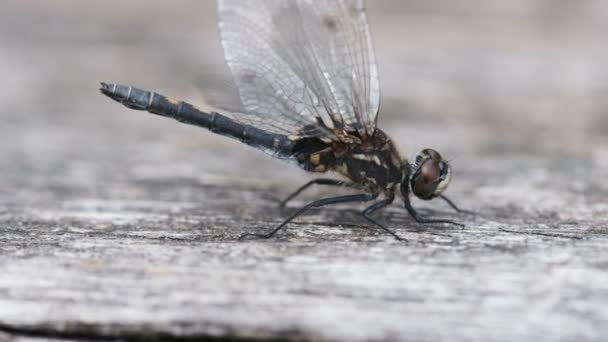 Small Whiteface Leucorrhinia Dubia Macro Shot Dragonfly Raises Her Buttocks — Stock Video