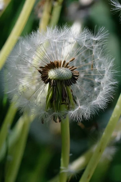 Diente León Taraxacum Una Macro Toma Disparo Las Semillas —  Fotos de Stock