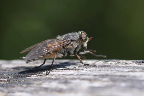 At sineği - Tabanidae bir makroda vurdu
