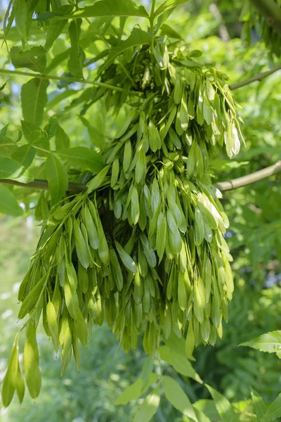 Frutos Cinzas Comuns Fraxinus Excelsior Tiro Detalhe — Fotografia de Stock