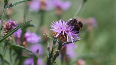 Bumblebee nektar - makro çekim toplama bir knapweed üzerinde
