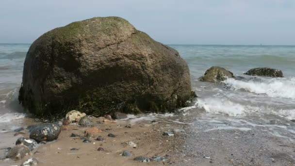 不规则的块在冲浪以酣然的波罗的海 石勒苏益格 黑白花牛 — 图库视频影像