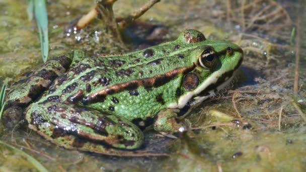 Green Frog Pelophylax Esculentus Swamp Macro Shot — Stock Video