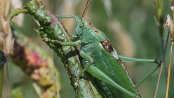 Green Grasshopper Tettigonia Viridissima Macro Shot — Stock Video