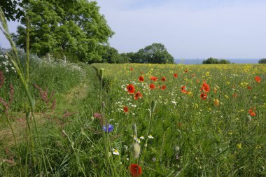 Poppy bir alanda - Baltık Denizi-Schleswig Holstein - Almanya geniş tarım