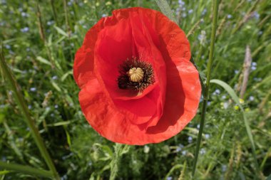 Haşhaş çiçek - makro çekim